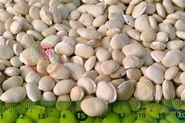520 PAE G ပဲကြီး