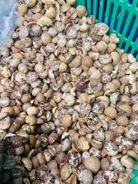 IP016 KUNNTHEE ကွမ်းသီးစိပ် M
