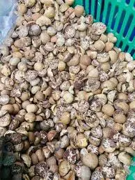IP016 KUNNTHEE ကွမ်းသီးစိပ် S