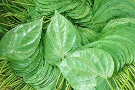 IP KUNNYWET ကွမ်းရွက်